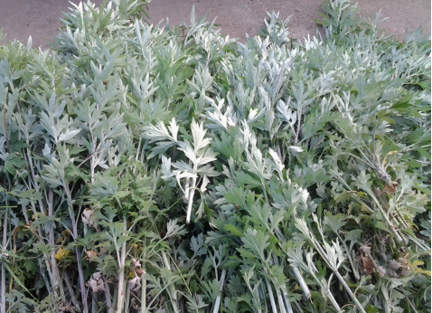 華展貓先生，端午節，垃圾分類